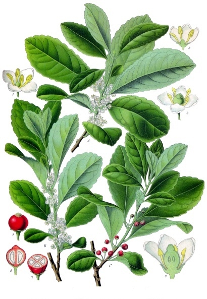 Yerba mate — plant habitus (Wikimedia Commons).