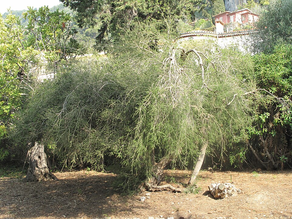 Tea tree — plant habitus (Wikimedia Commons).