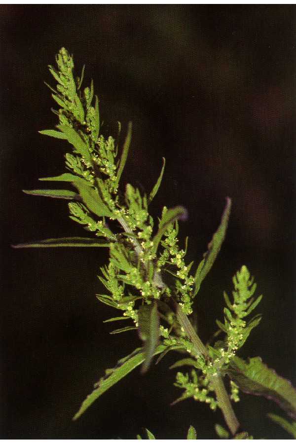 Epazote — plant habitus (Wikimedia Commons).