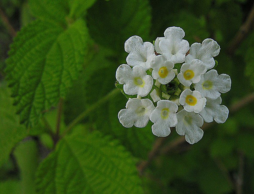 Mexican oregano — plant habitus (Wikimedia Commons).