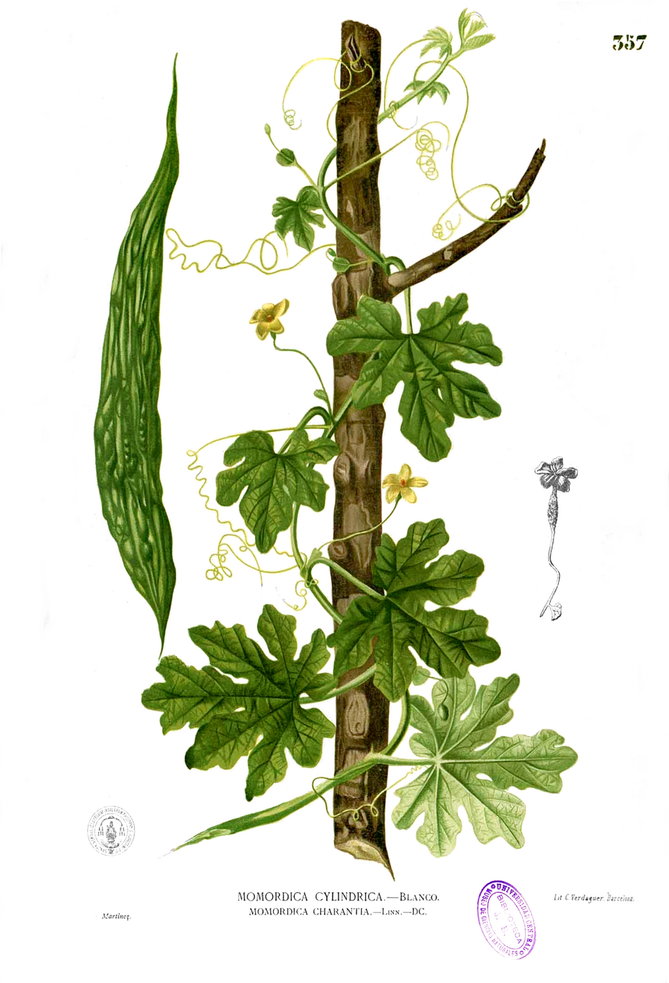 Bitter melon — plant habitus (Wikimedia Commons).