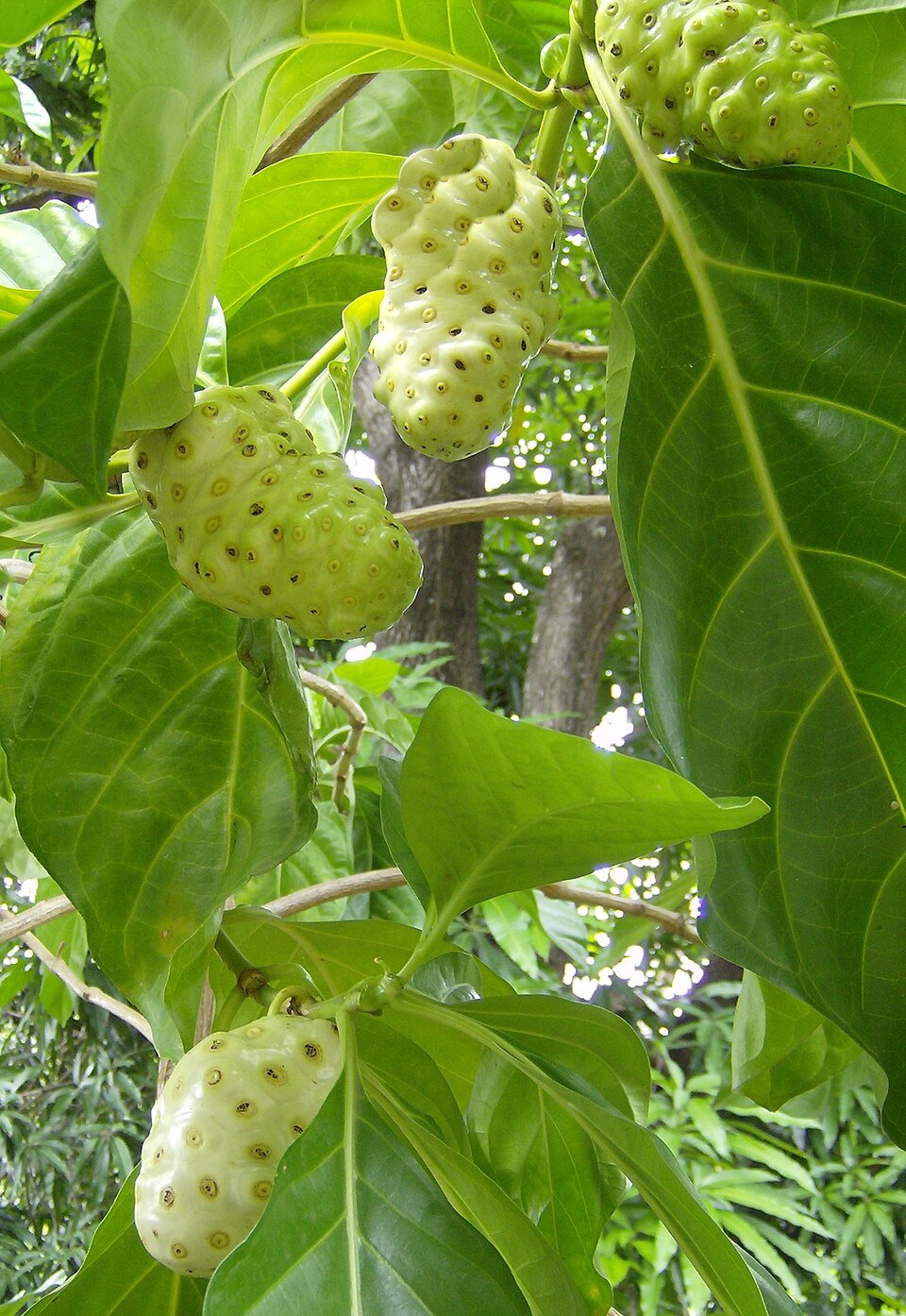 Noni — plant habitus (Wikimedia Commons).