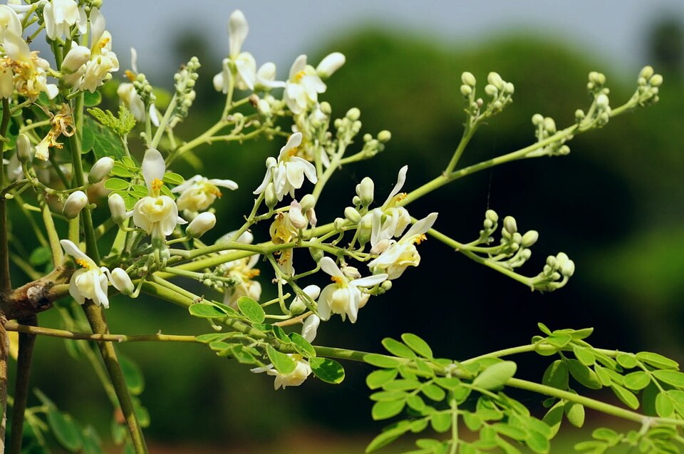 Moringa — plant habitus (Wikimedia Commons).