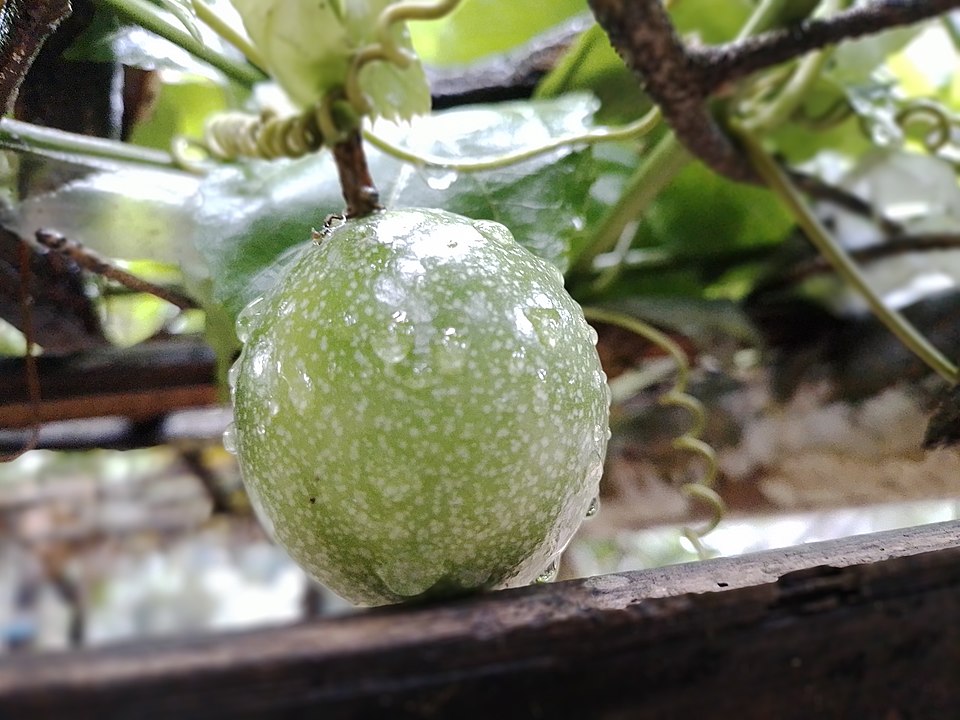 Passion fruit — plant habitus (Wikimedia Commons).