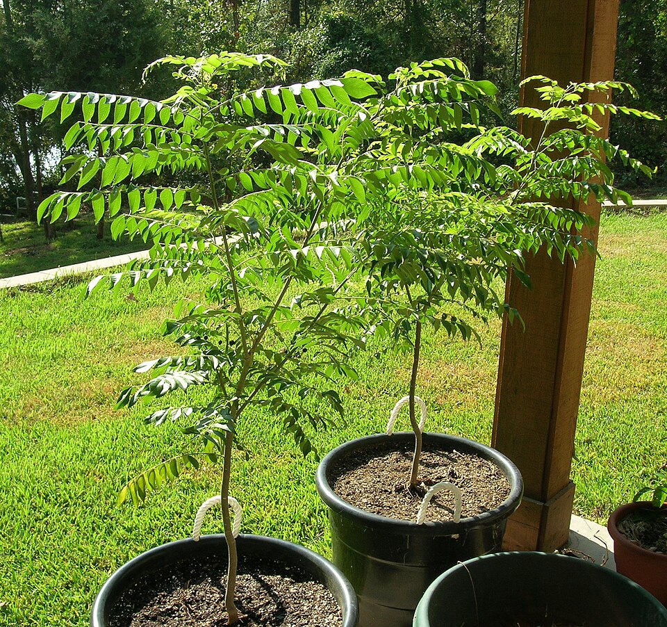 Curry leaf — plant habitus (Wikimedia Commons).