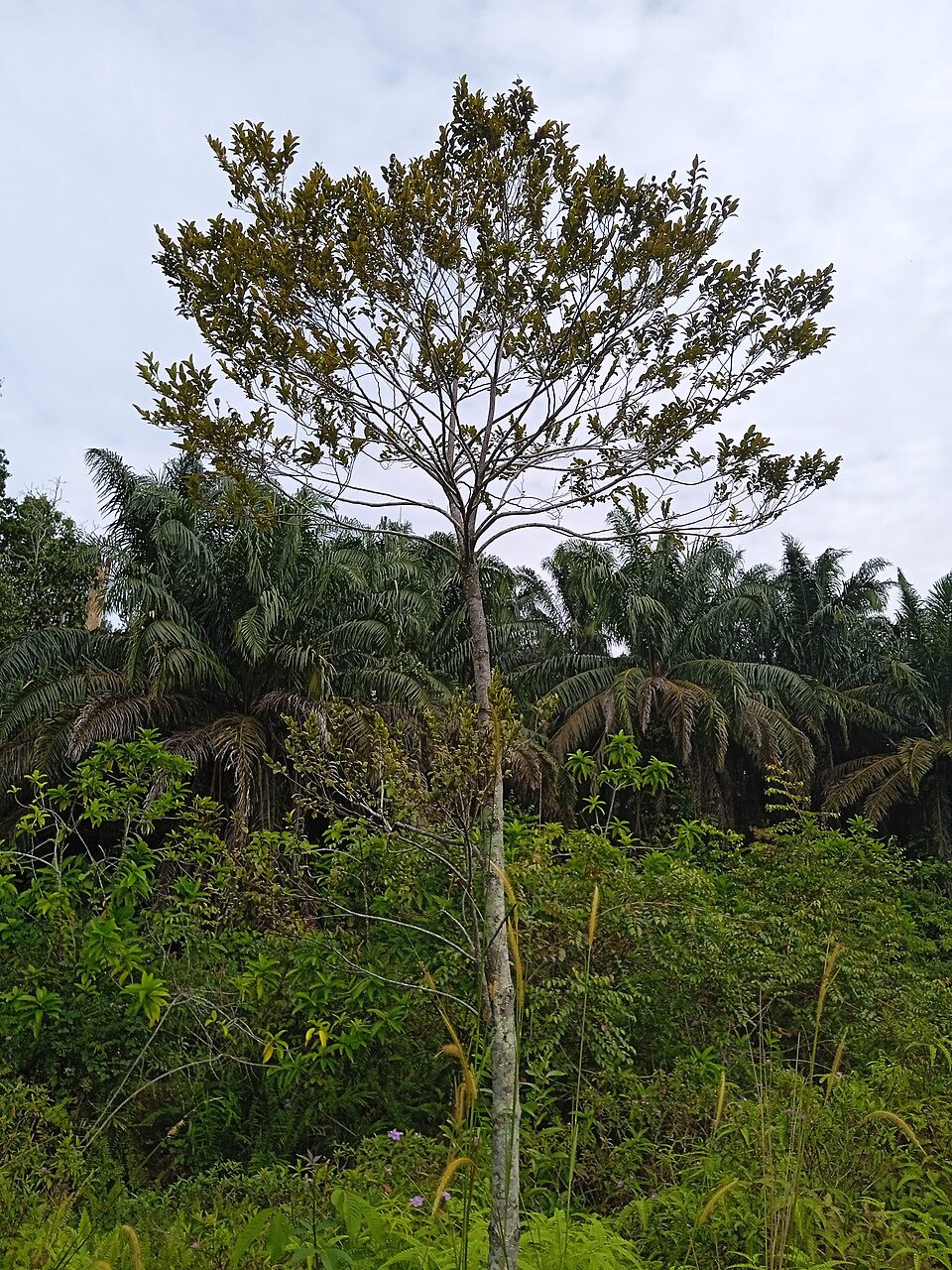 Nutmeg — plant habitus (Wikimedia Commons).