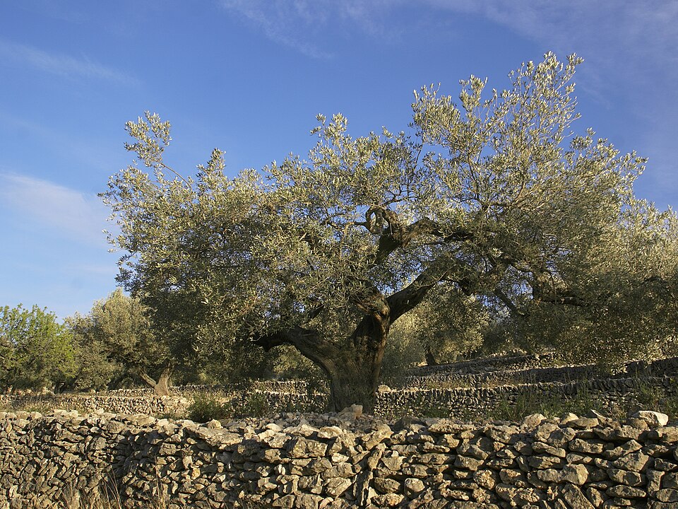 Olive — plant habitus (Wikimedia Commons).