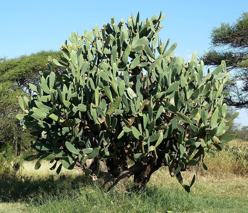 Prickly pear — plant habitus (Wikimedia Commons).
