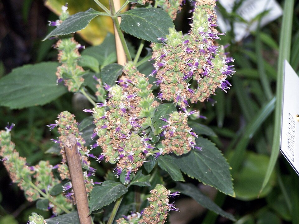 Patchouli — plant habitus (Wikimedia Commons).