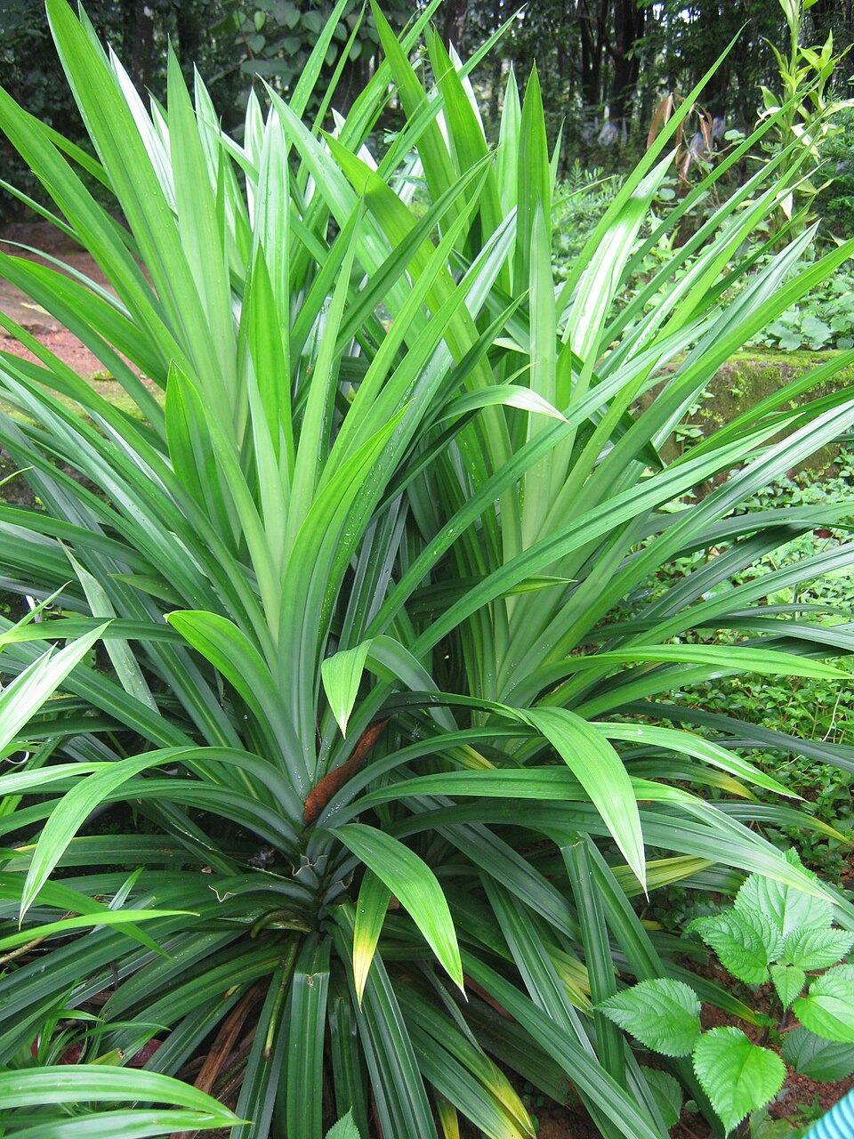 Pandan — plant habitus (Wikimedia Commons).