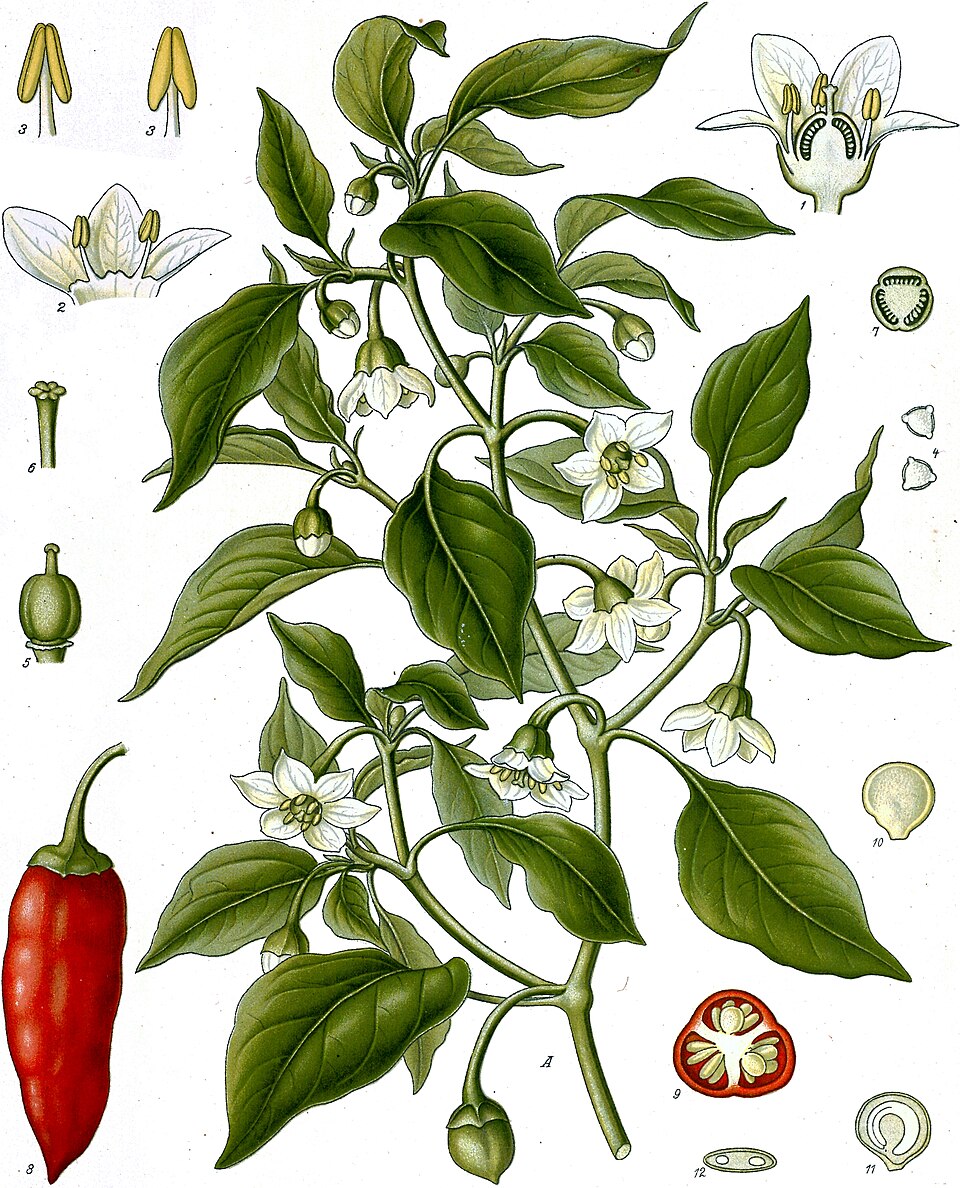 Chili pepper — plant habitus (Wikimedia Commons).