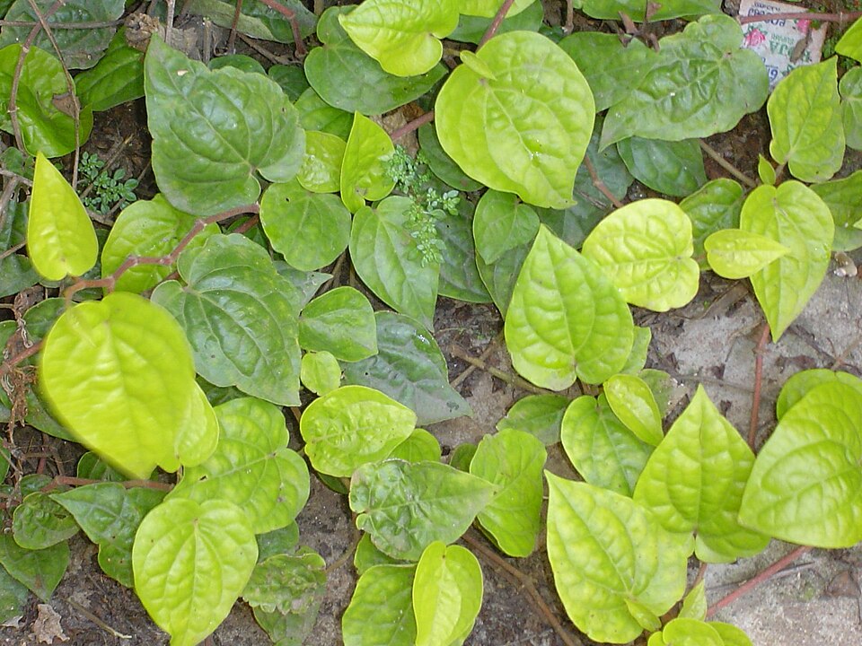 Betel — plant habitus (Wikimedia Commons).