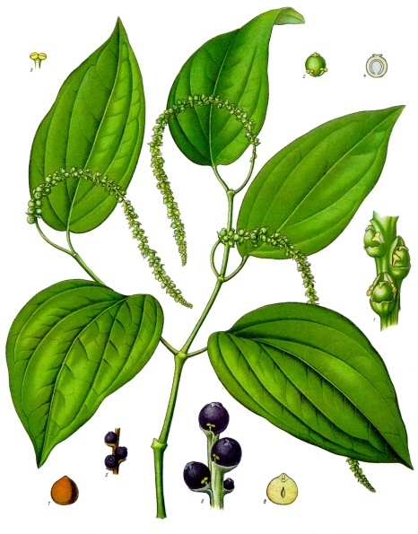 Black pepper — plant habitus (Wikimedia Commons).
