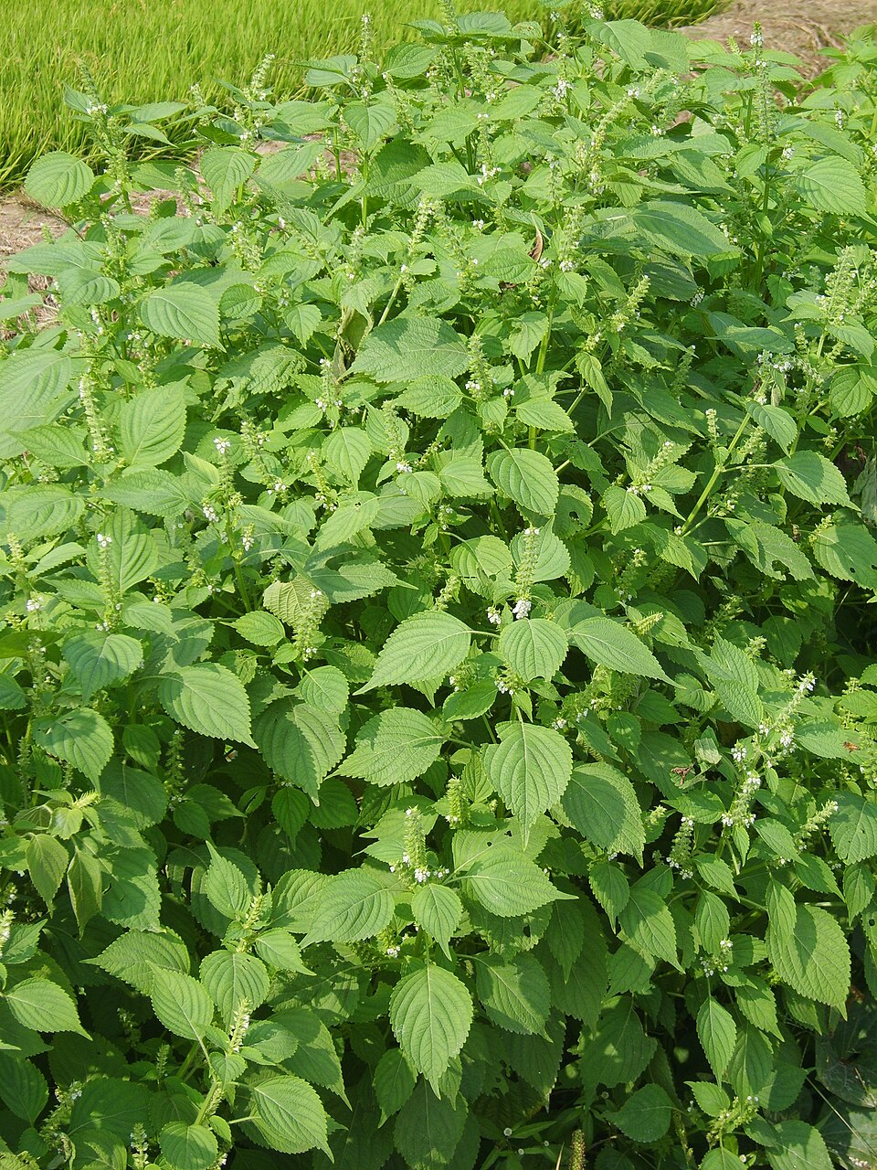 Perilla — plant habitus (Wikimedia Commons).
