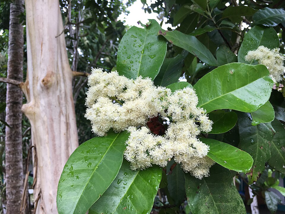 Allspice — plant habitus (Wikimedia Commons).