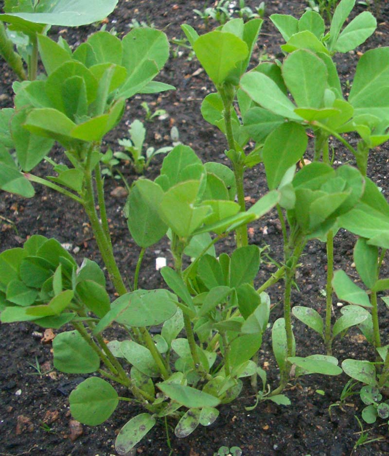 Fenugreek — plant habitus (Wikimedia Commons).
