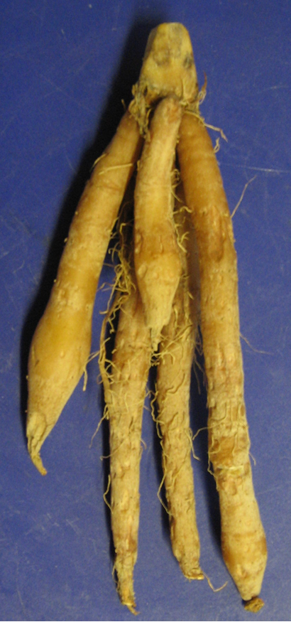 Fingerroot — plant habitus (Wikimedia Commons).