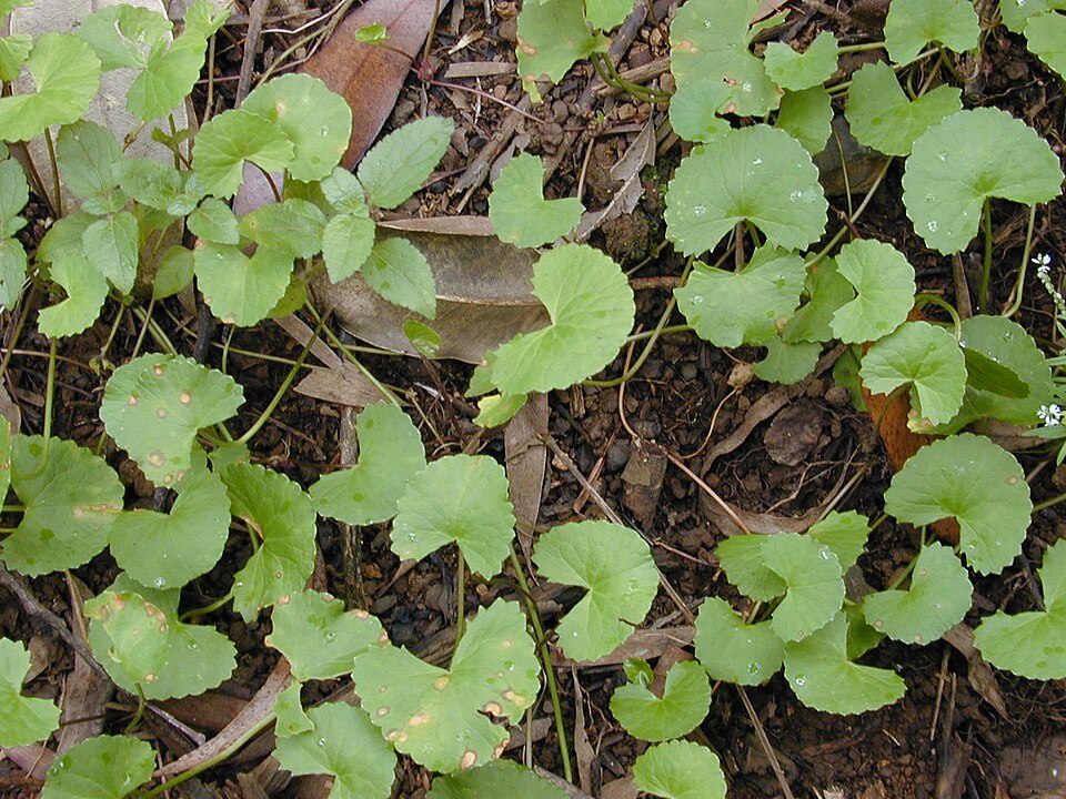 Gotu kola — plant habitus (Wikimedia Commons).
