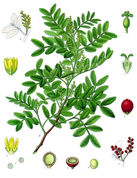 Mastic tree — plant habitus (Wikimedia Commons).
