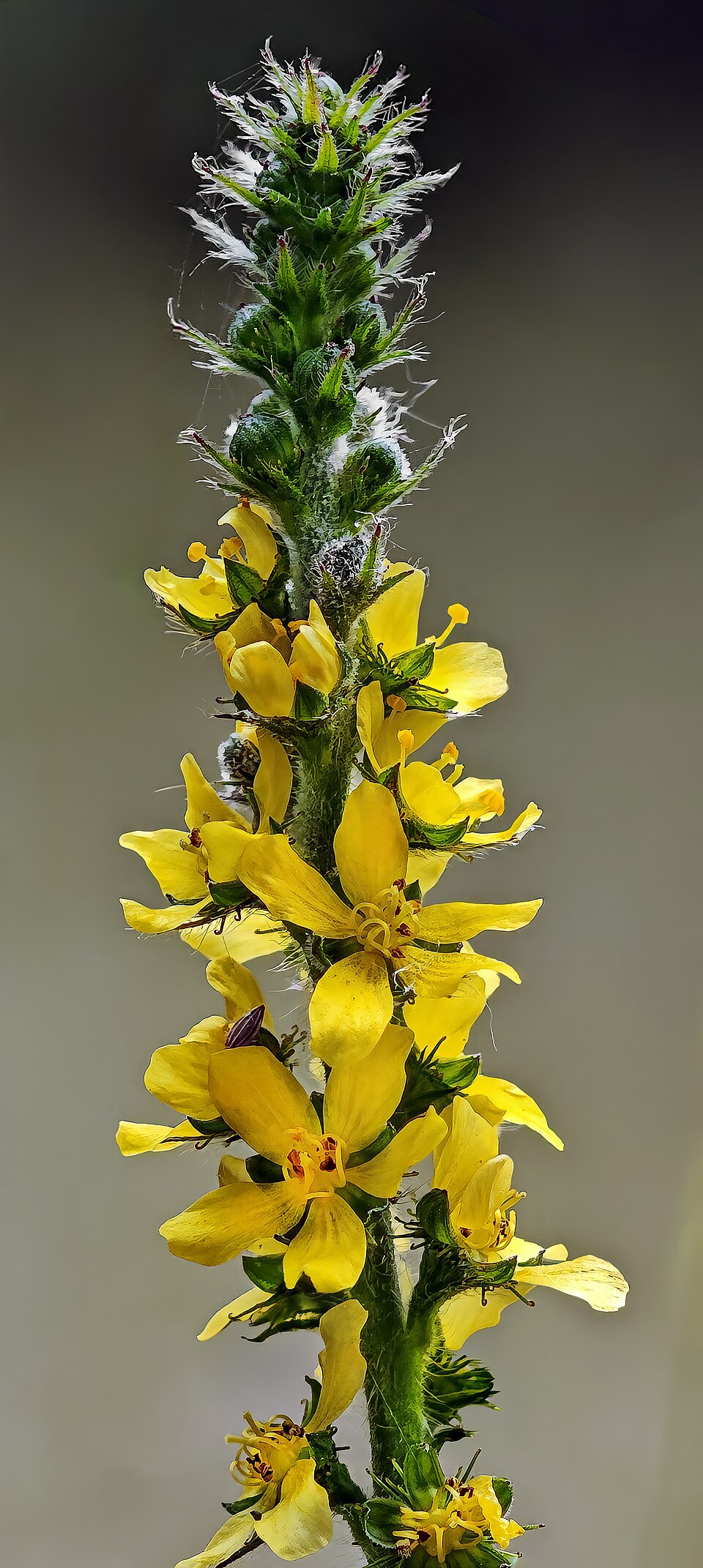 Agrimony — plant habitus (Wikimedia Commons).