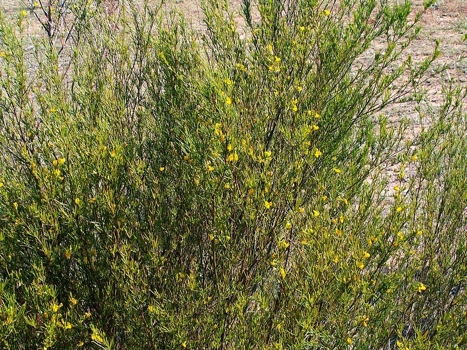 Rooibos — plant habitus (Wikimedia Commons).