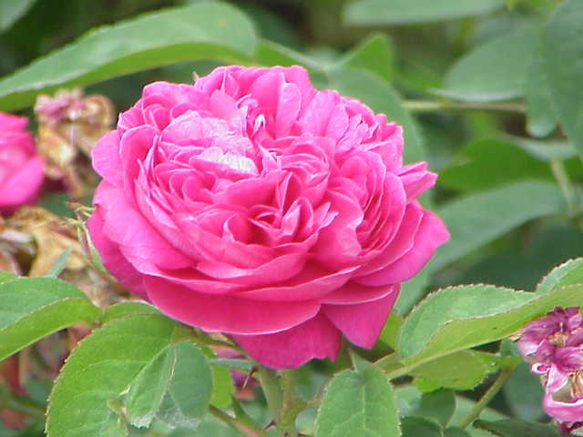 Damask rose — plant habitus (Wikimedia Commons).
