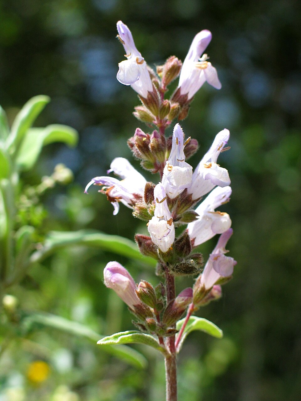 Greek sage — plant habitus (Wikimedia Commons).