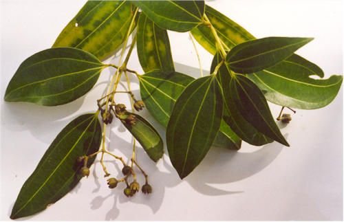 Ceylon cinnamon — plant habitus (Wikimedia Commons).