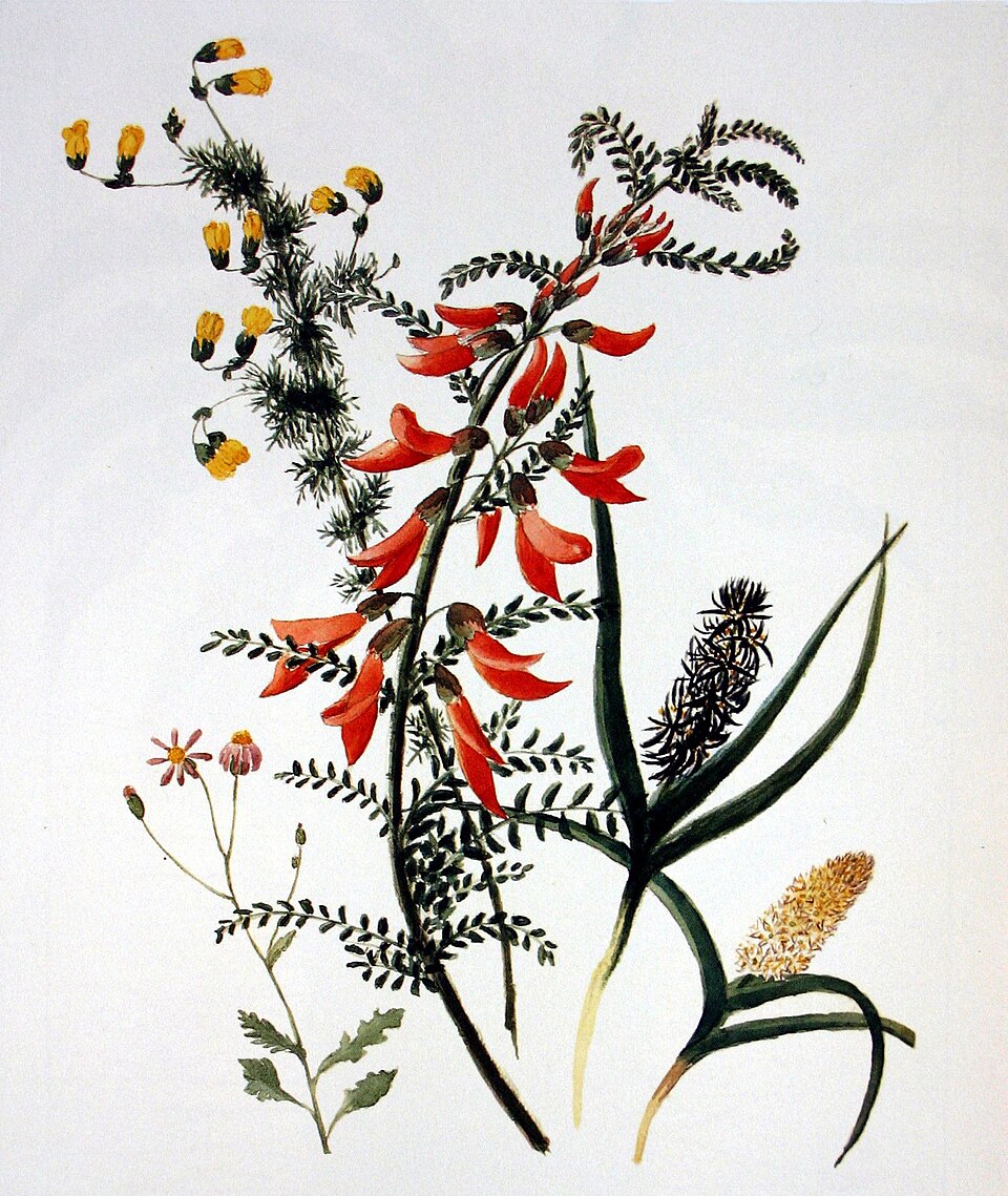 Cancer bush — plant habitus (Wikimedia Commons).