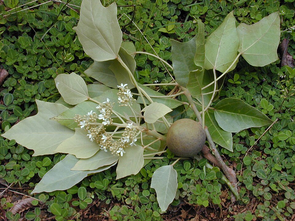 Candlenut — plant habitus (Wikimedia Commons).