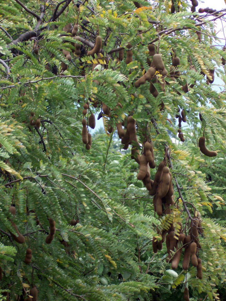 Tamarind — plant habitus (Wikimedia Commons).