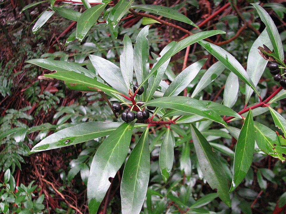 Mountain pepper — plant habitus (Wikimedia Commons).