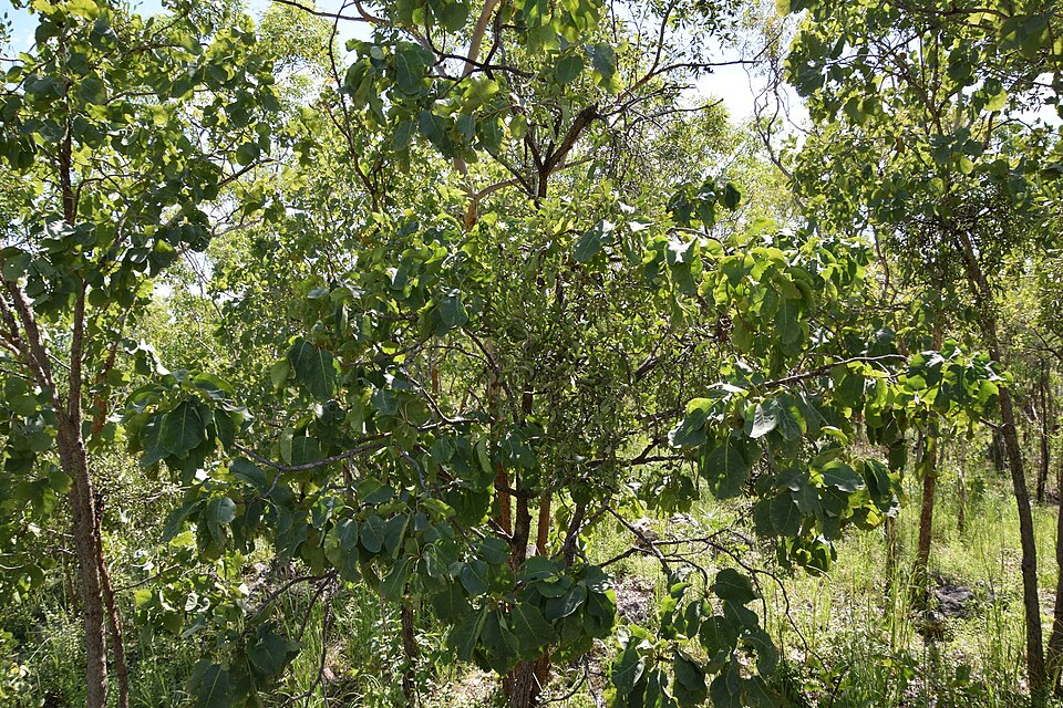 Kakadu plum — plant habitus (Wikimedia Commons).