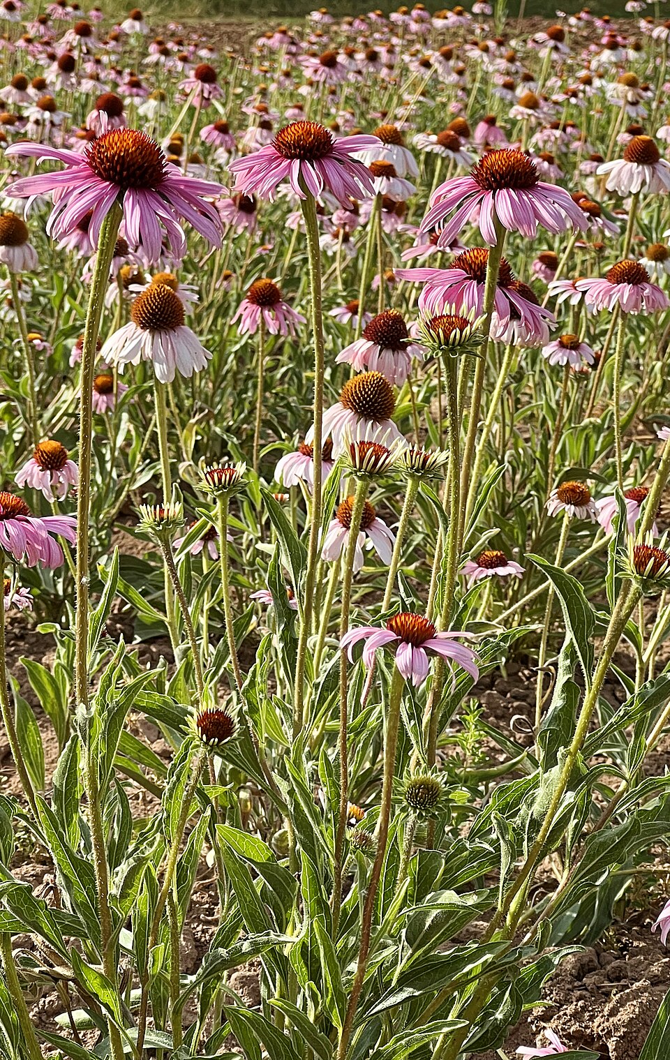 Purple coneflower — plant habitus (Wikimedia Commons).