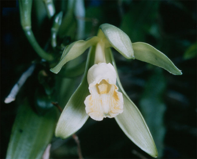 Flat-leaved vanilla — plant habitus (Wikimedia Commons).