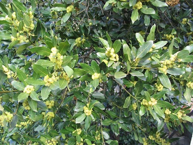 Bay laurel — plant habitus (Wikimedia Commons).