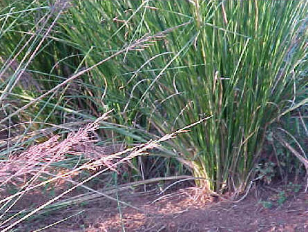Vetiver — plant habitus (Wikimedia Commons).