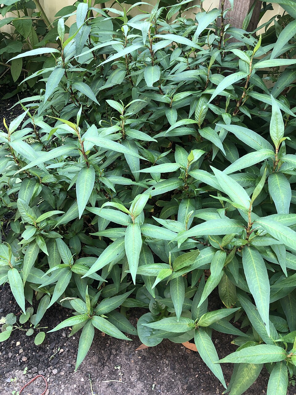 Vietnamese coriander — plant habitus (Wikimedia Commons).