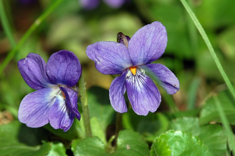 Sweet violet — plant habitus (Wikimedia Commons).