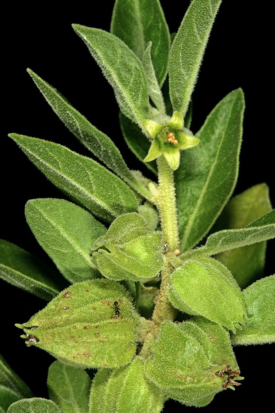 Ashwagandha — plant habitus (Wikimedia Commons).