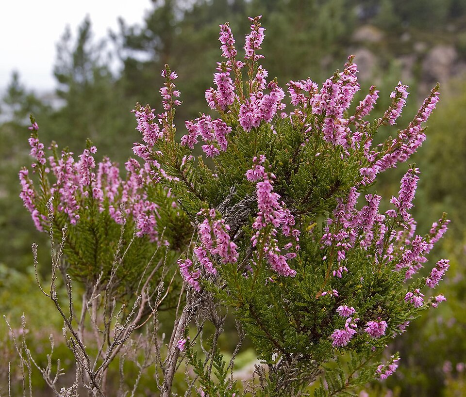 Heather — plant habitus (Wikimedia Commons).