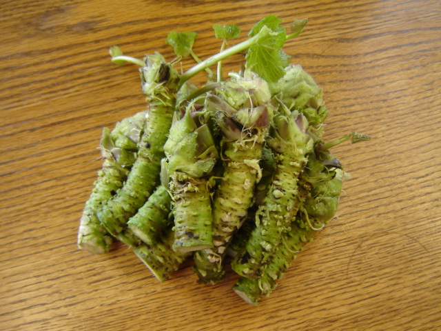 Wasabi — plant habitus (Wikimedia Commons).