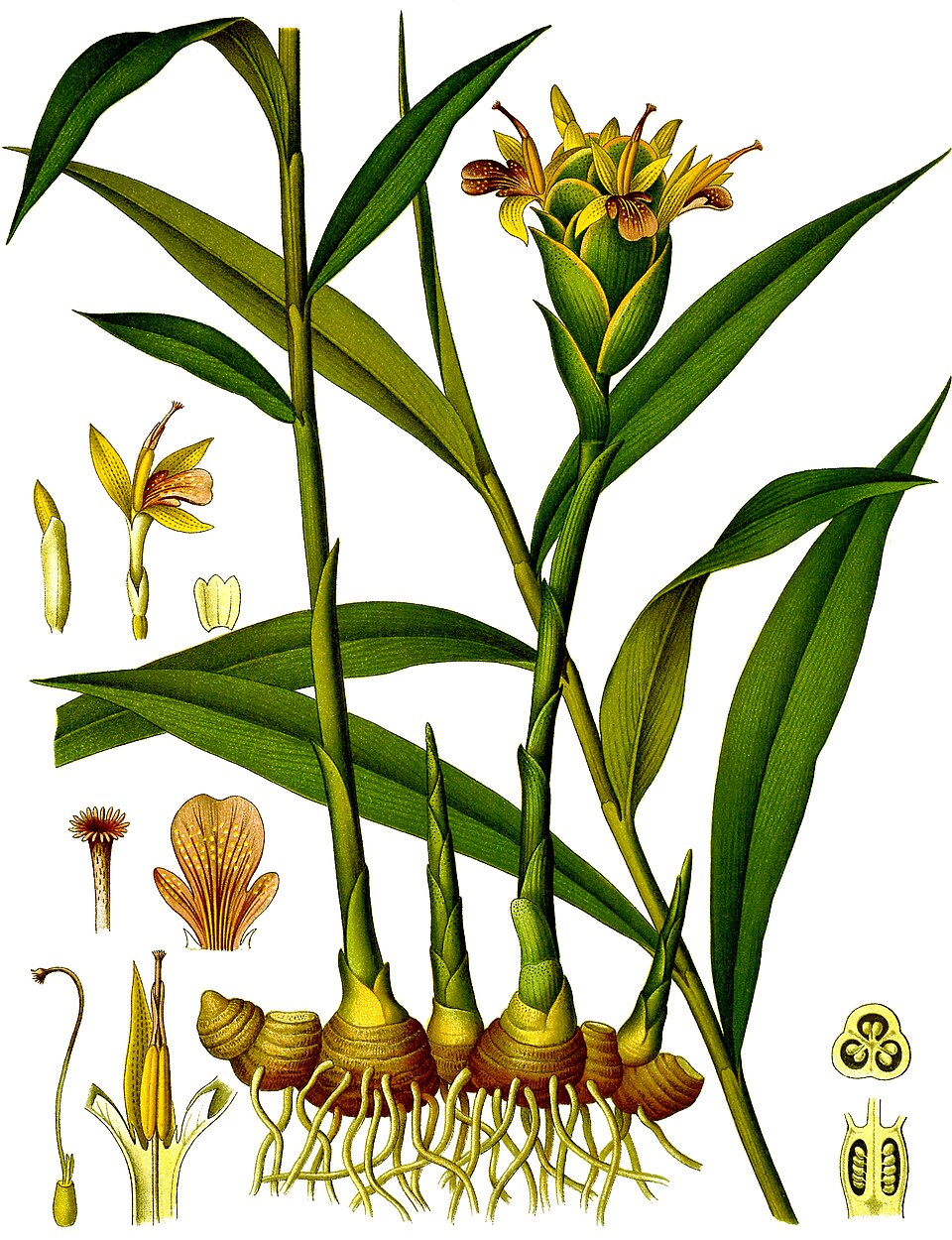 Ginger — plant habitus (Wikimedia Commons).