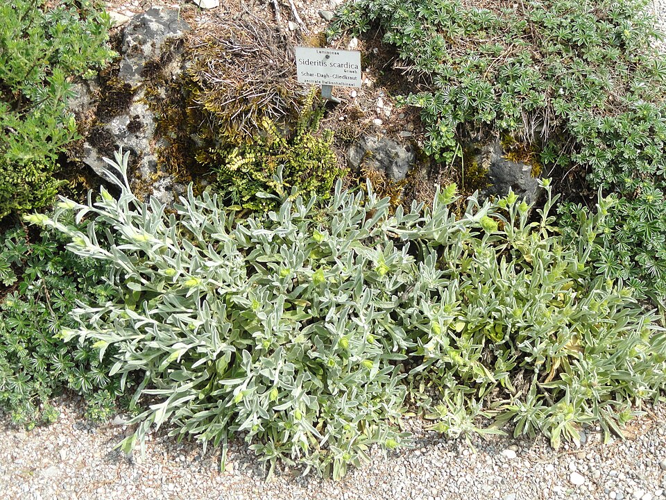 Greek mountain tea — plant habitus (Wikimedia Commons).