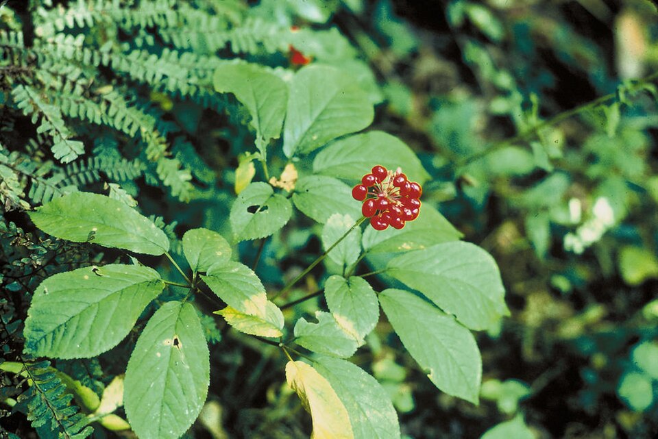American ginseng — plant habitus (Wikimedia Commons).