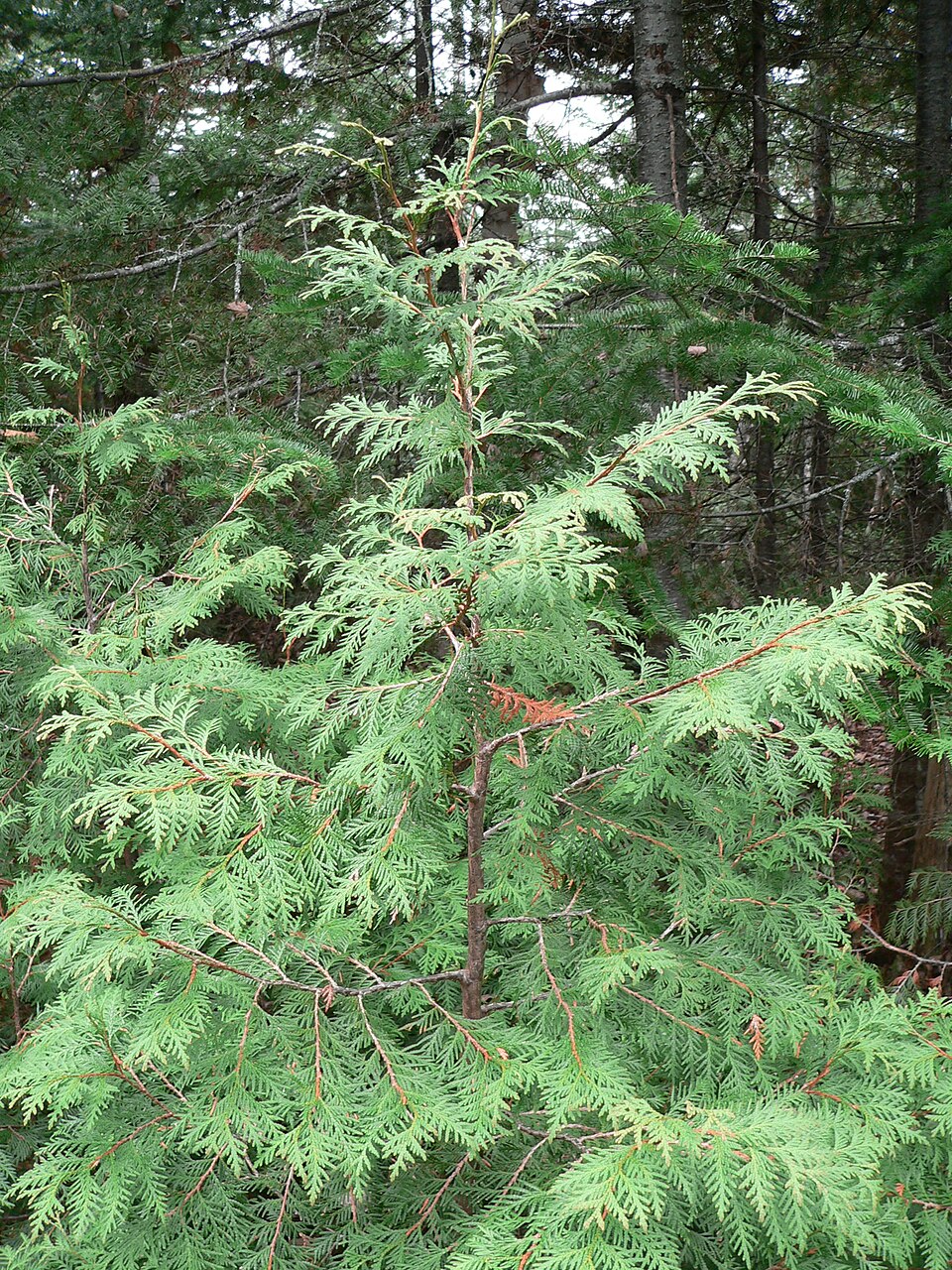 Northern white cedar — plant habitus (Wikimedia Commons).